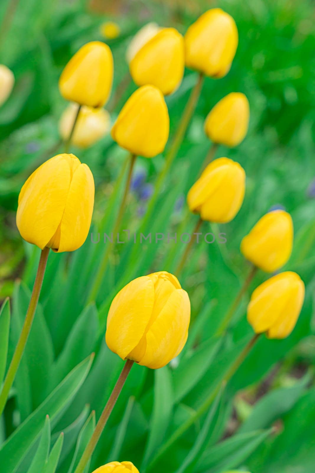 Yellow tulips close-up on a beautiful background by roman112007