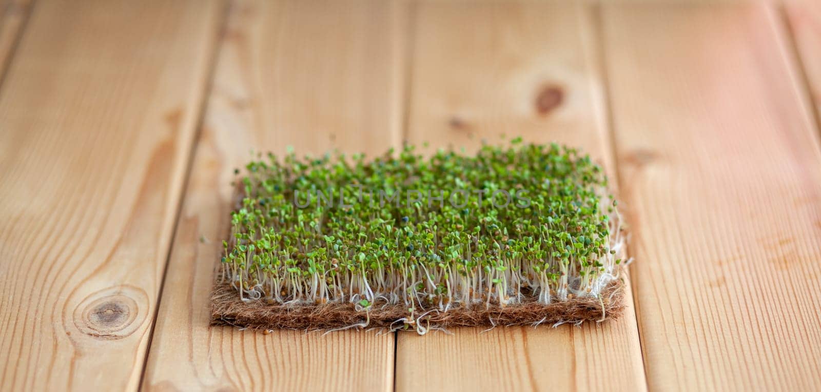 Close-up of micro-greens of mustard, arugula and other plants at home. Growing mustard and arugula sprouts in close-up at home. The concept of vegan and healthy food. Sprouted seeds, micro-greens