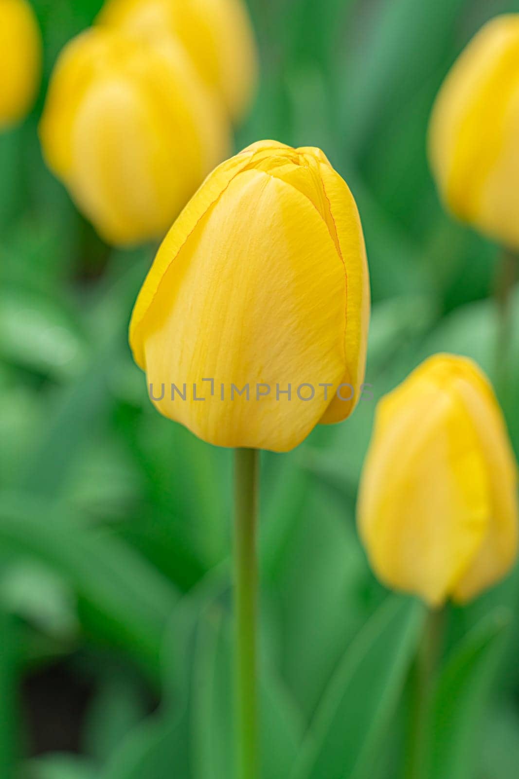 Yellow tulips close-up on a beautiful background by roman112007