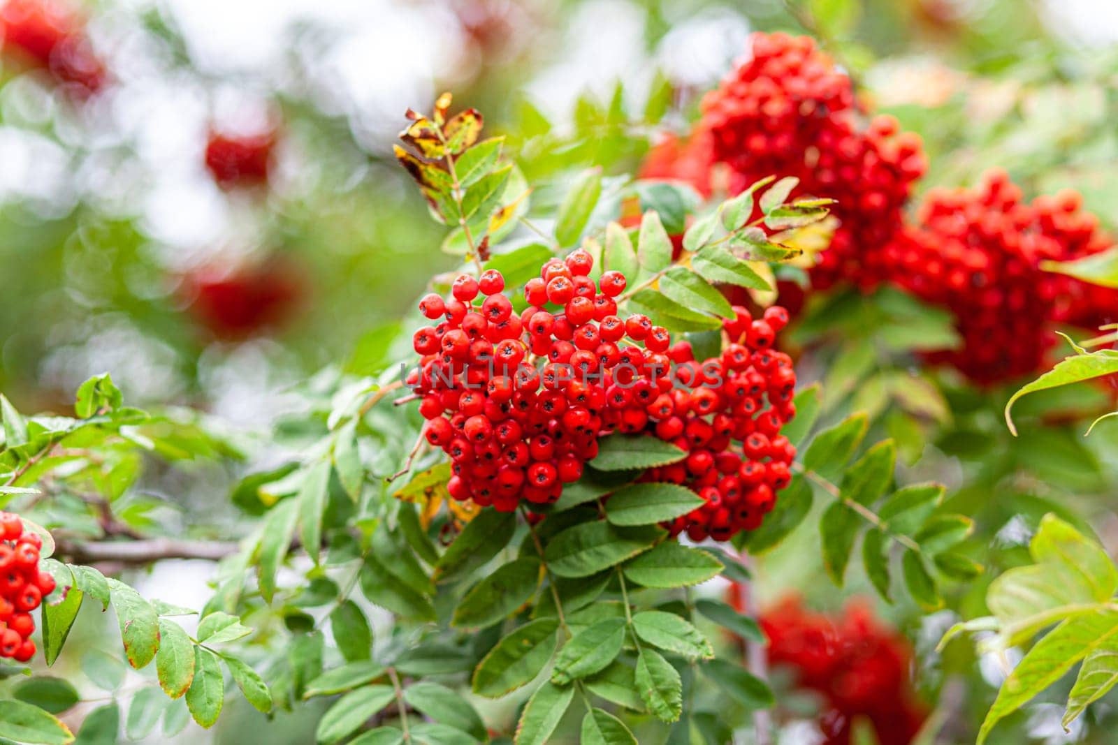 Mountain rowan ash branch berries on blurred green background. by AnatoliiFoto