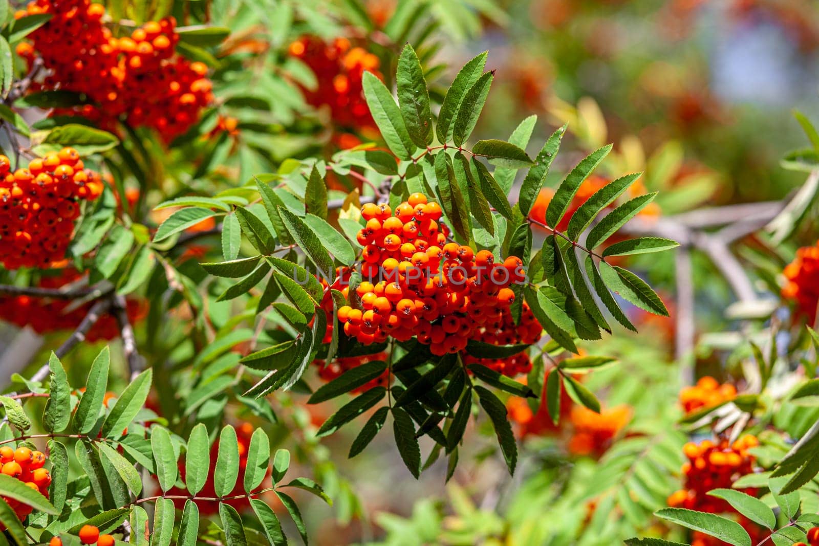 Mountain rowan ash branch berries on blurred green background. Autumn harvest still life scene. Soft focus backdrop photography. Copy space.