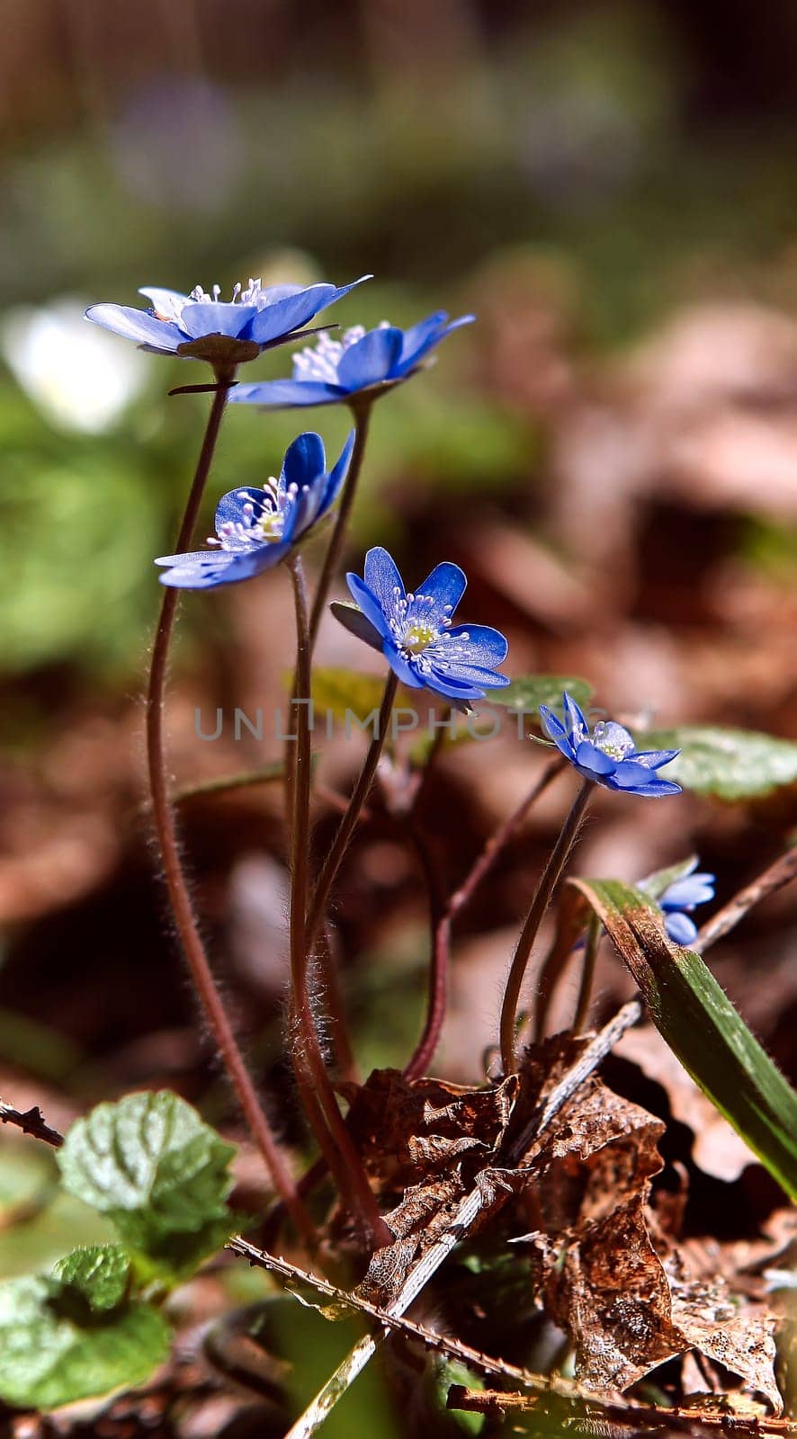 Blue spring flowers in the forest early in the morning. Forest glade in early spring.