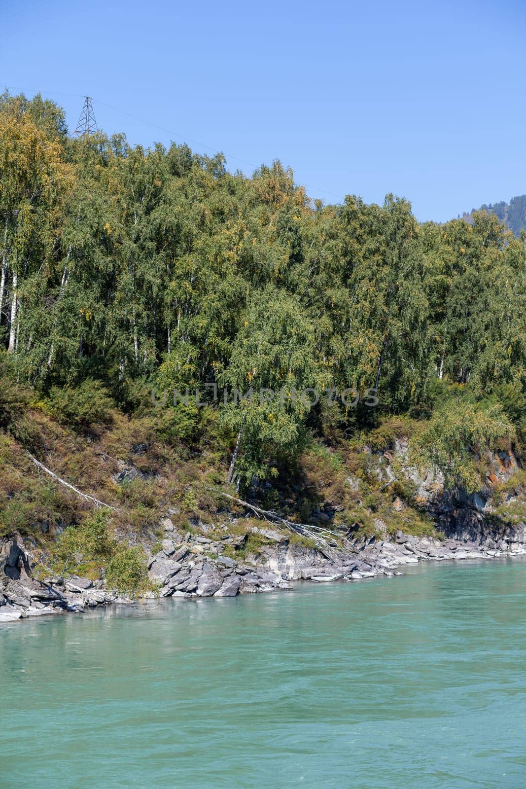 fast-flowing wide and full-flowing mountain river. the shore is visible against the background of a beautiful forest. Big mountain river Katun, turquoise color, in the Altai Mountains, Altai Republi