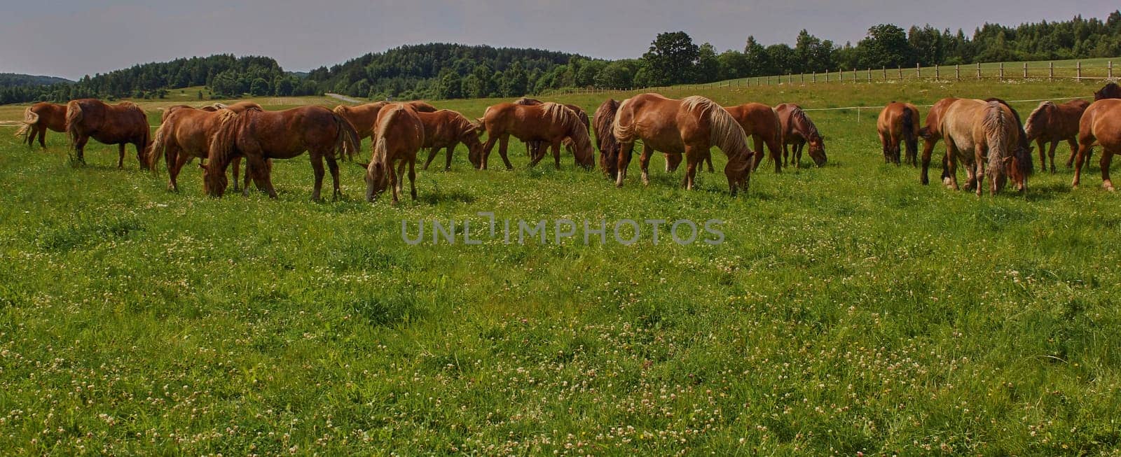 A beautiful brown horse grazes on a flowering sunny meadow in a field along with a herd of horses. by Hil