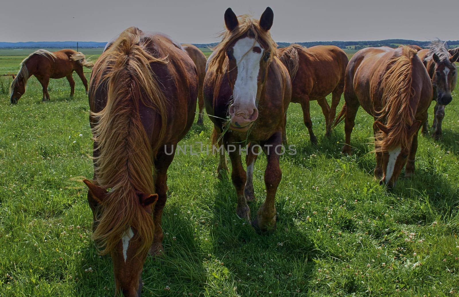 A beautiful brown horse grazes on a flowering sunny meadow in a field along with a herd of horses. Purebred mare on pasture in summer. Landscape, wallpaper.