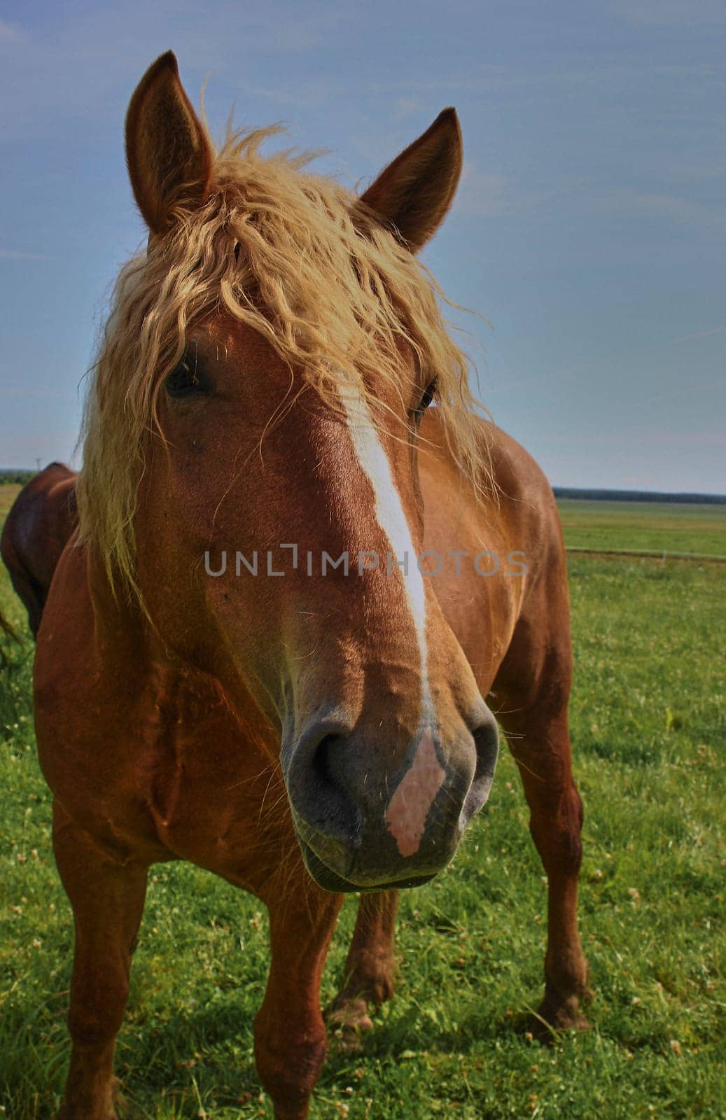 A beautiful brown horse grazes on a flowering sunny meadow in a field along with a herd of horses. by Hil