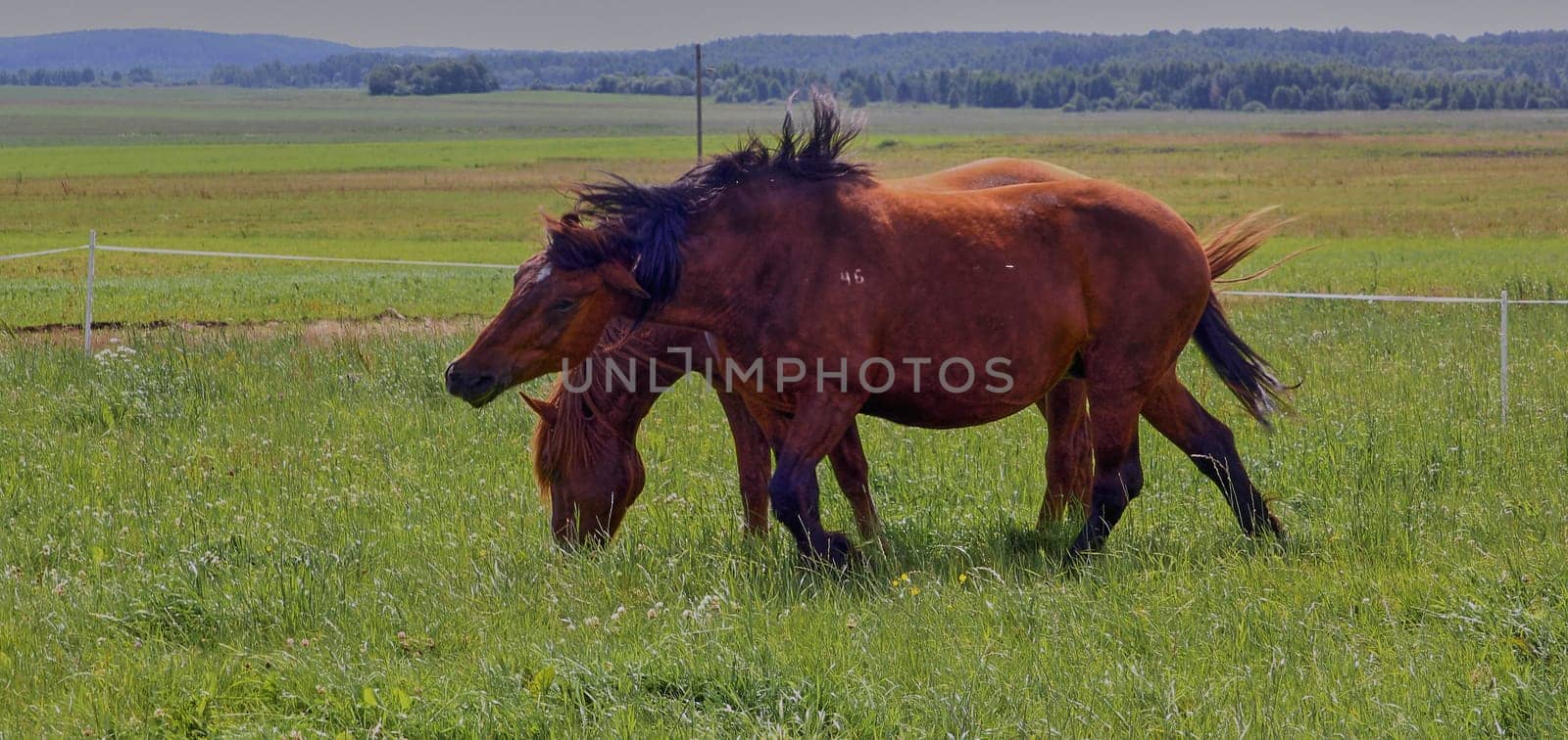 A beautiful brown horse grazes on a flowering sunny meadow in a field along with a herd of horses. by Hil