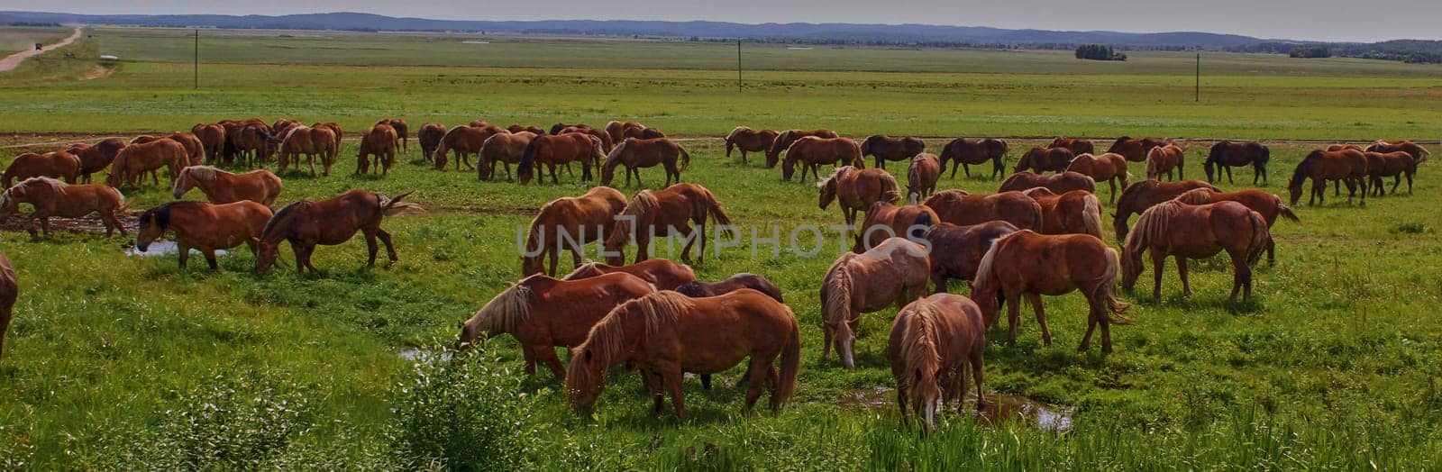 A beautiful brown horse grazes on a flowering sunny meadow in a field along with a herd of horses. Purebred mare on pasture in summer. Landscape, wallpaper.