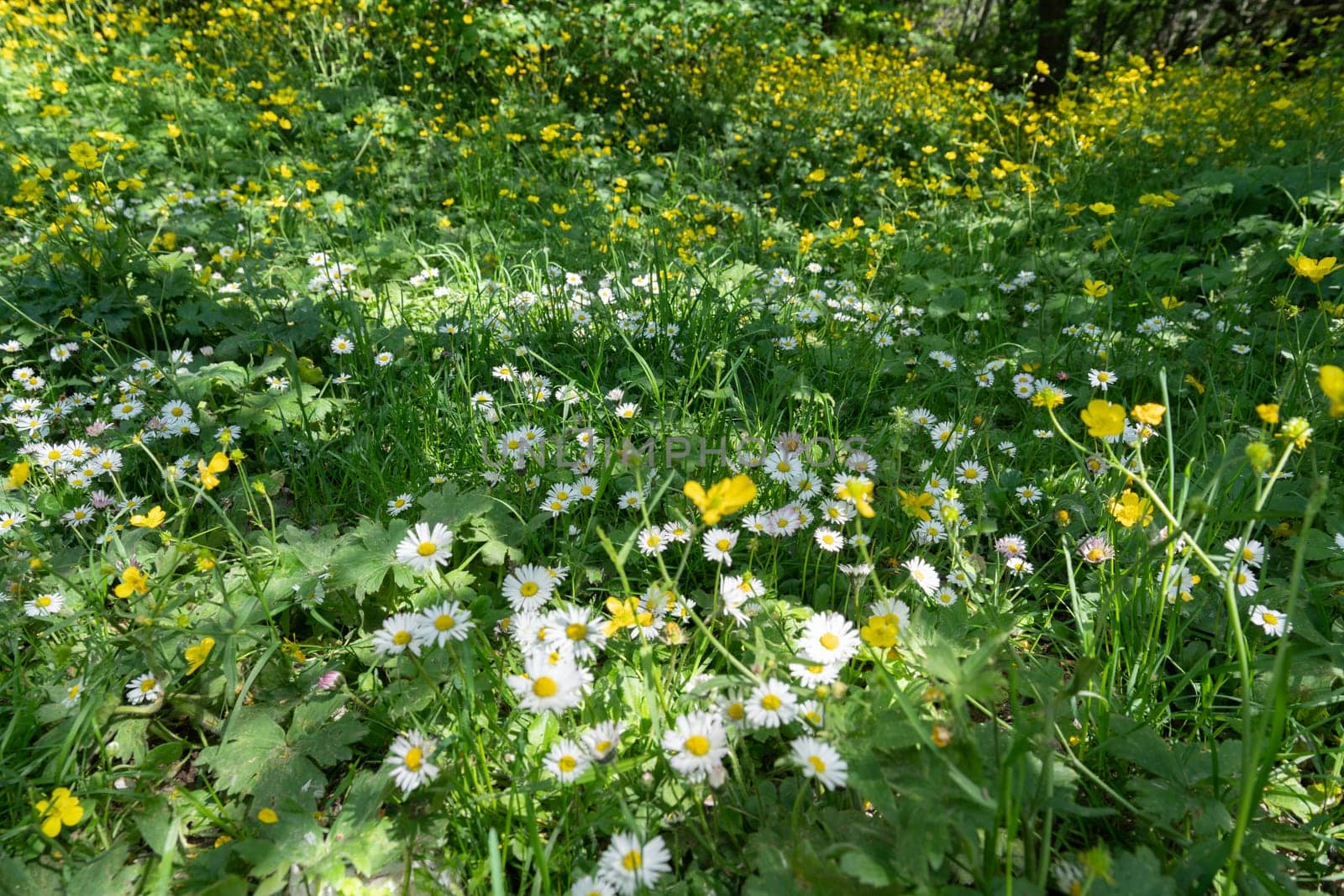 field of spring daisy flowers, natural background.