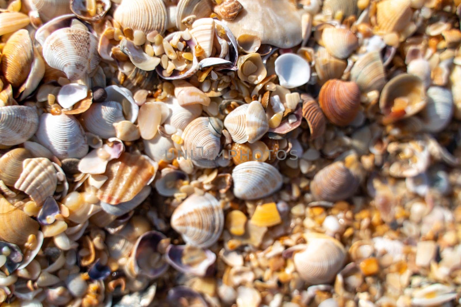 Background of small shells. There are many small shells on the seashore. by Matiunina