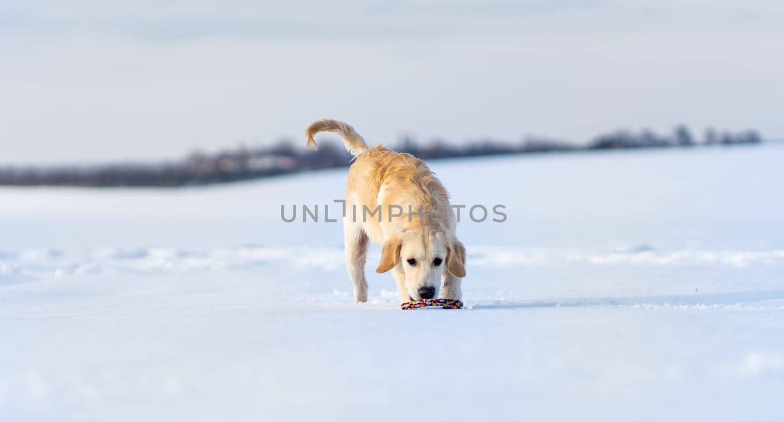 Nice young retriever dog during winter walk