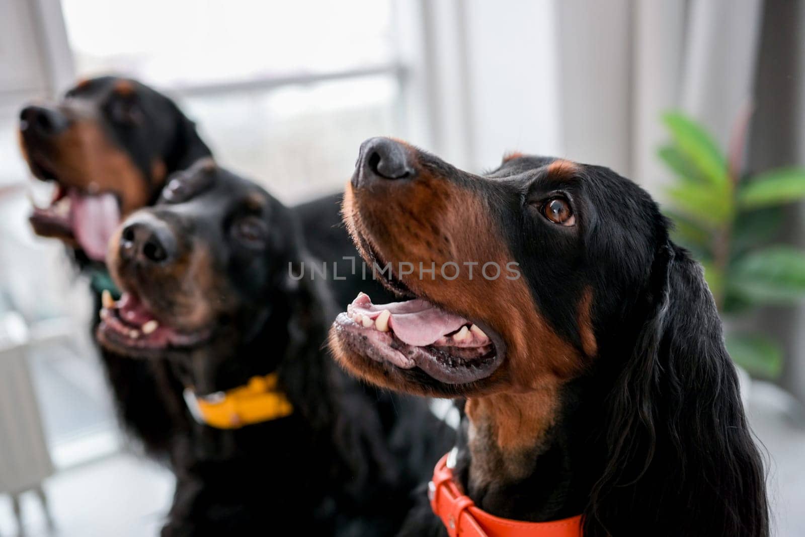 Three setter dogs sitting with mouth open and tonque out at home and looking back. Doggy pets indoors at room with daylight