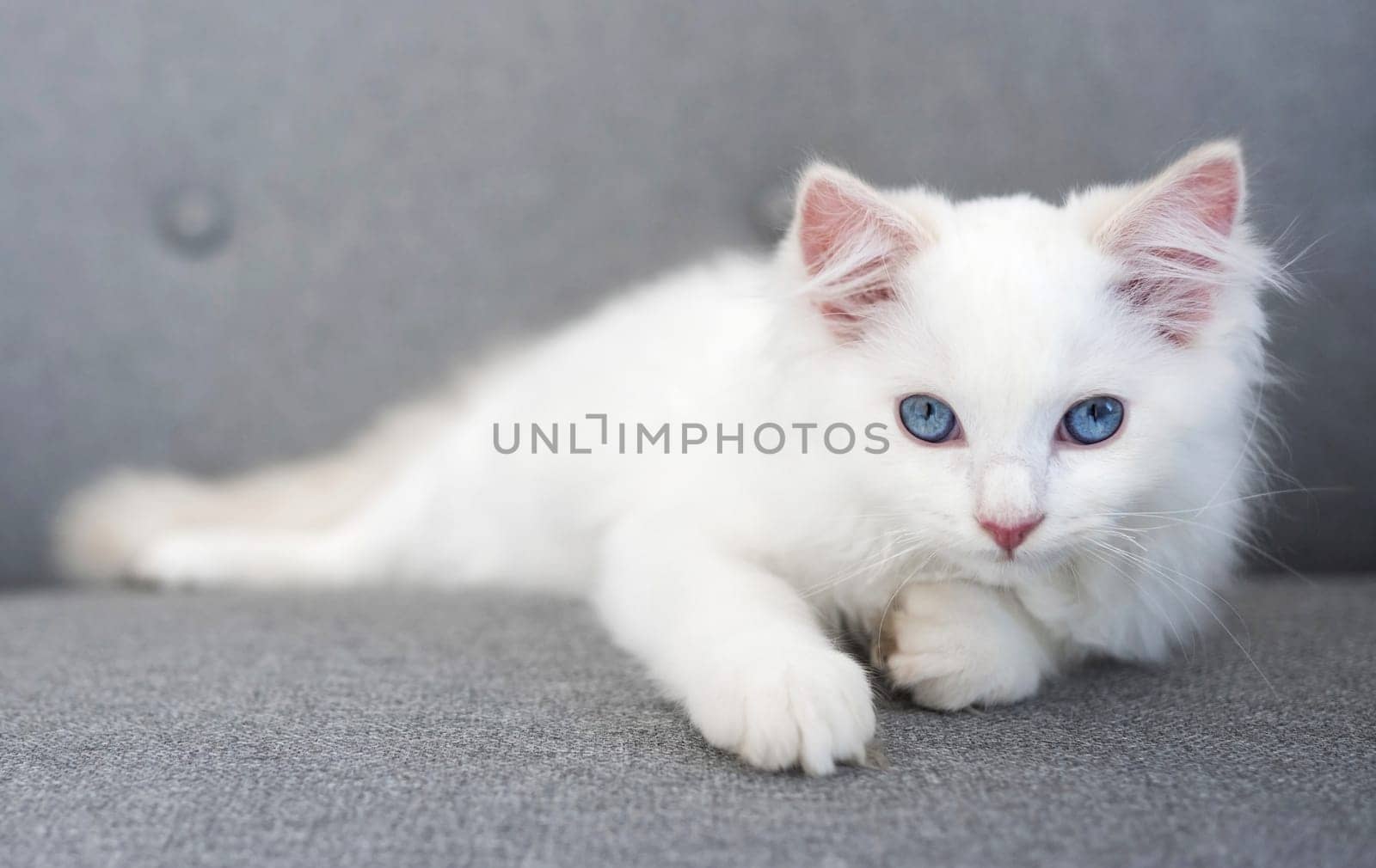 White ragdoll kitten lying on sofa at home and looking at camera. Fluffy domestic feline pet cat with beautiful blue eyes resting on couch