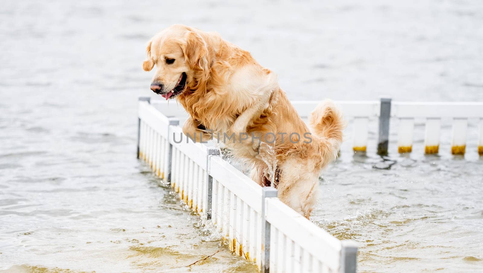 Beautiful golden retriever dog jumping over the barrier in the water on the beach