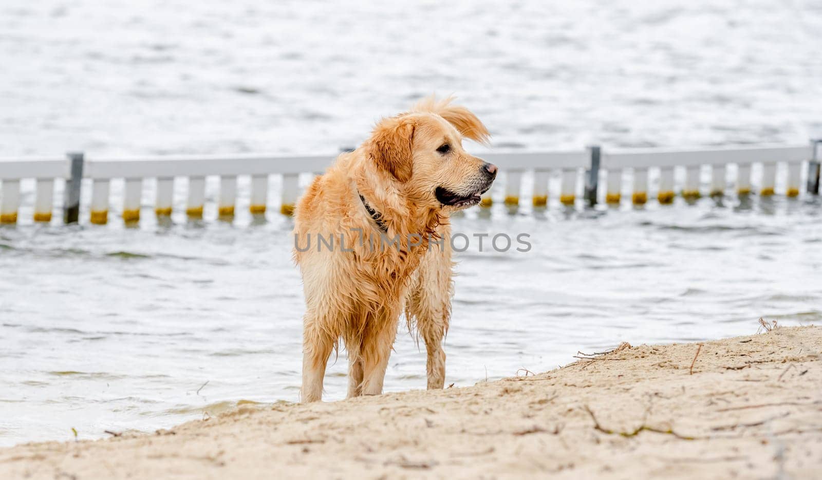 Beautiful golden retriever dog on the beach after swimming