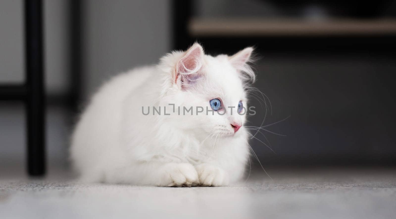 White ragdoll kitten lying on floor at home and looking back. Fluffy domestic feline pet cat with beautiful blue eyes