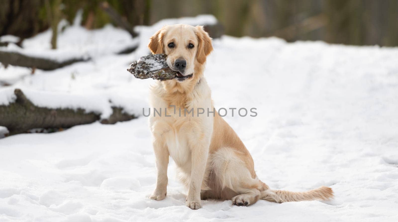 Golden retriever dogsitting on the snow and holding forest snag in its teeth during winter walk
