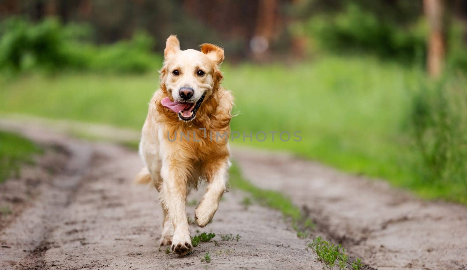 Golden retriever dog running outdoors in sunny day. Purebred doggie pet labrador at nature