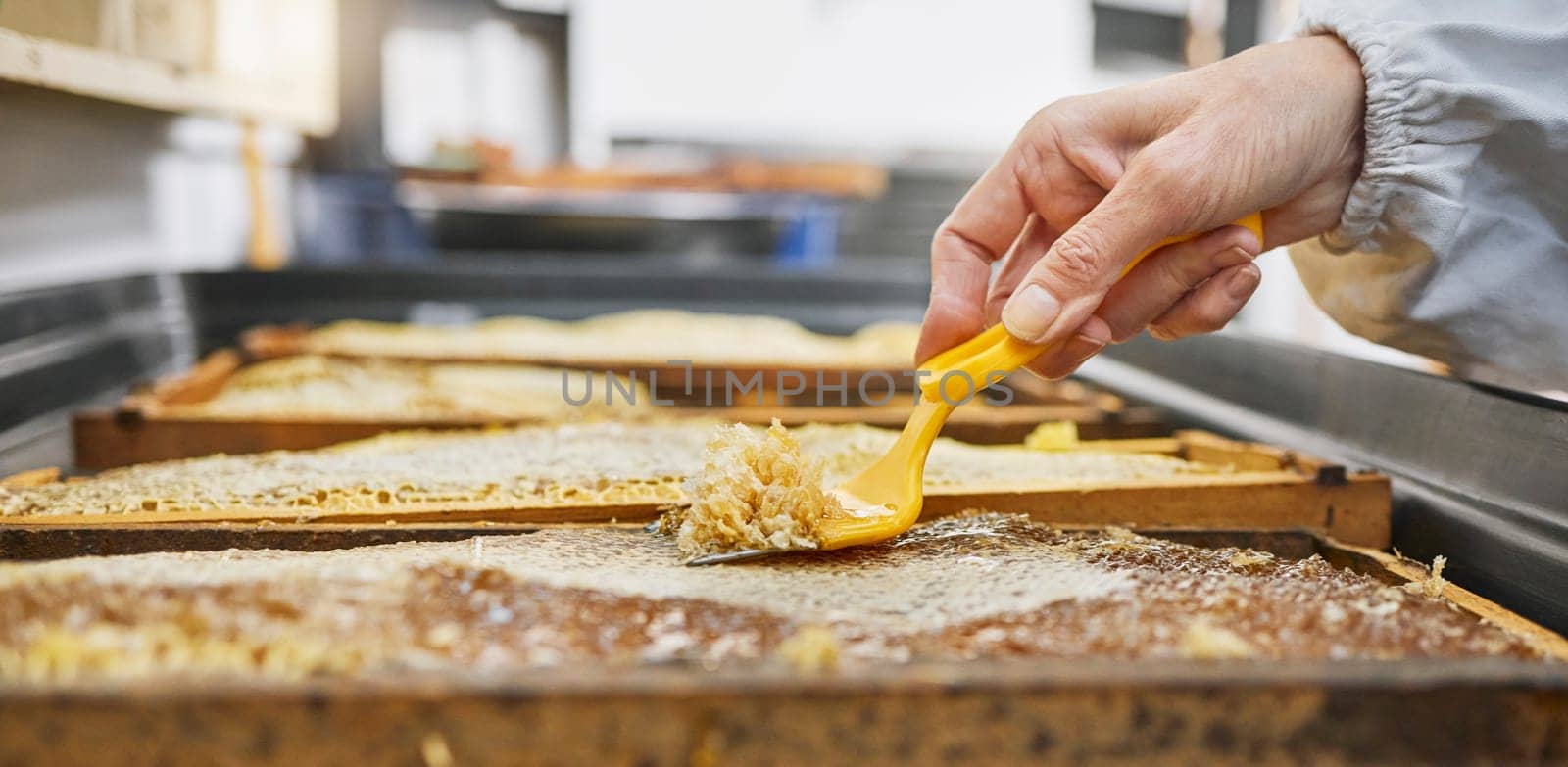 Hands, honeycomb and harvest tools for beeswax, farming and eco friendly production. Beekeeper, worker and propolis process on frame for natural product, manufacturing and sustainability in ecology.