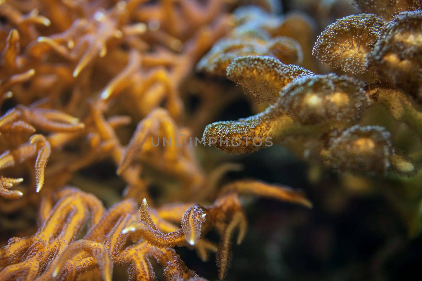 Underwater photo, sea coral and anemone tentacles fluorescent in UV light. Abstract marine scene.