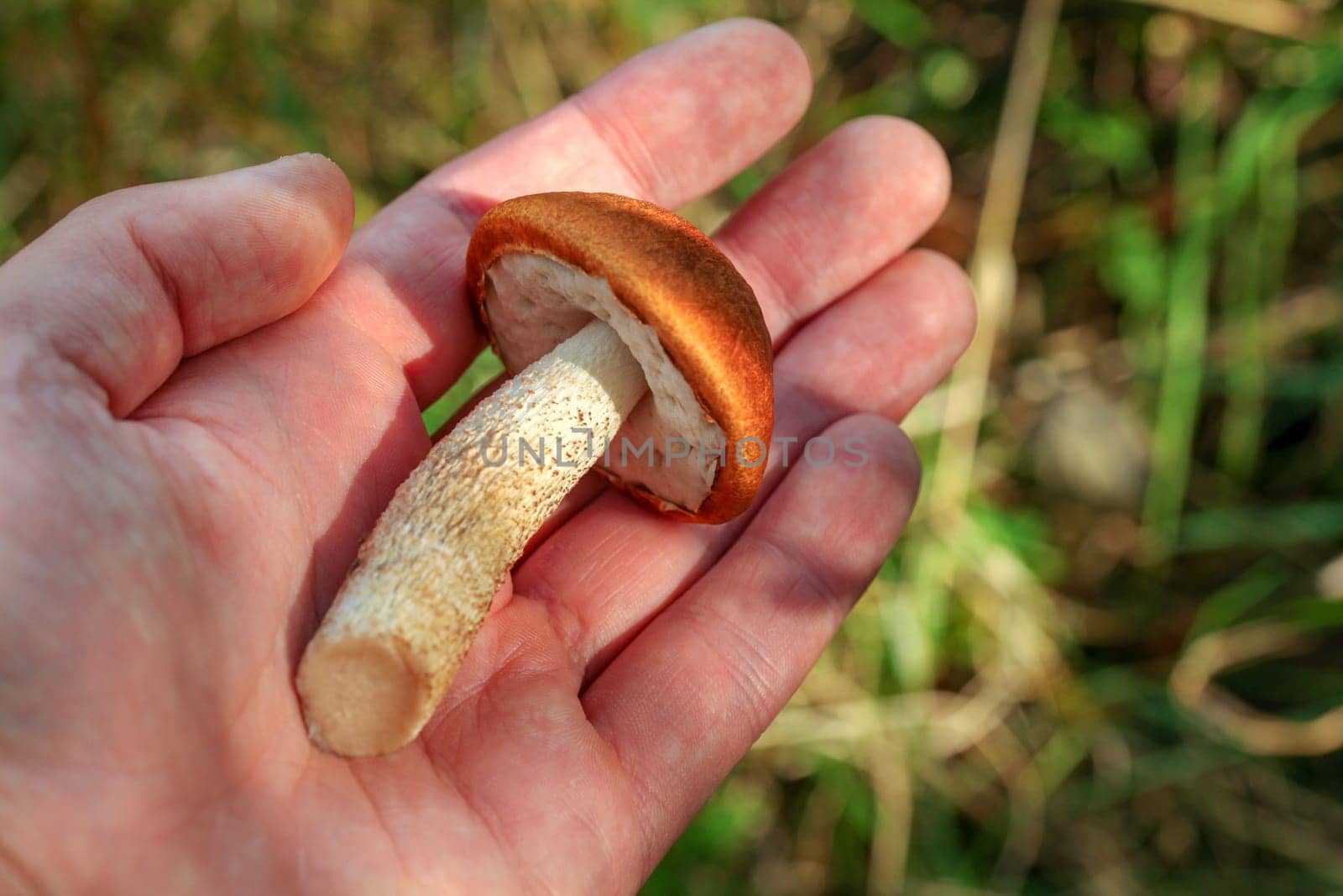 Man hand holding freshly harvested red-capped scaber stalk (Leccinum aurantiacum) in hand, sun shining over forest grass background.