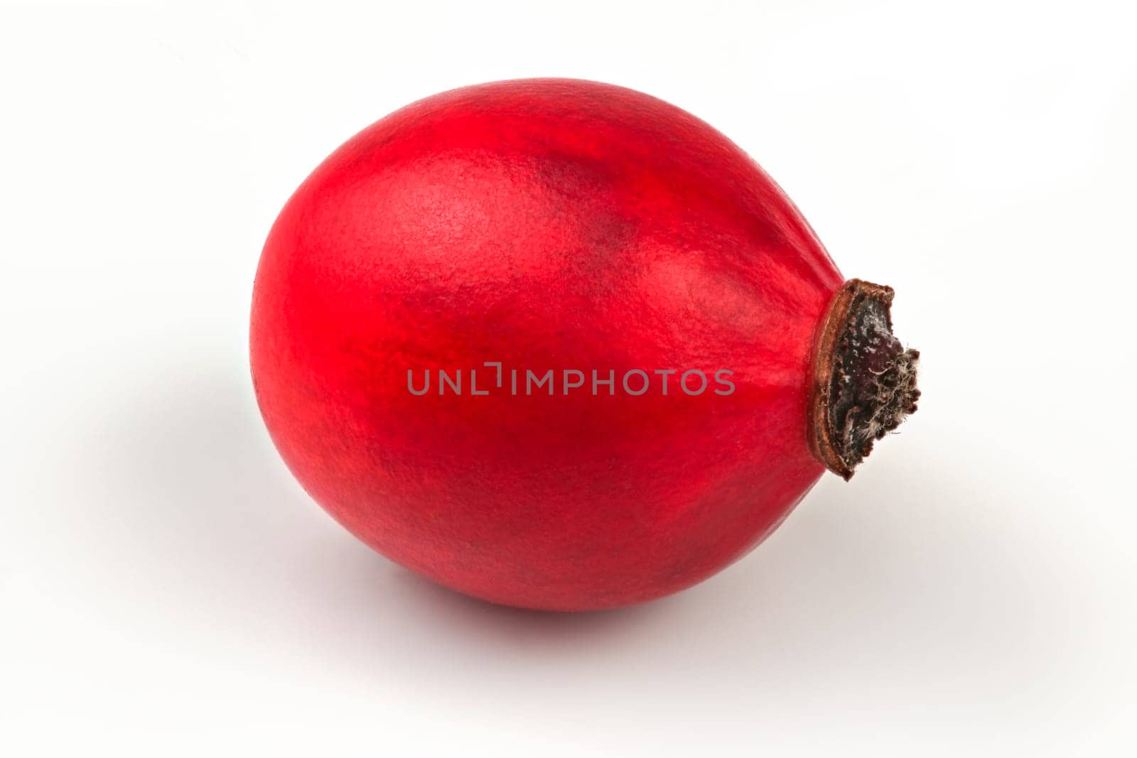 Single rosehip ( rosa canina fruit ) isolated on white background.