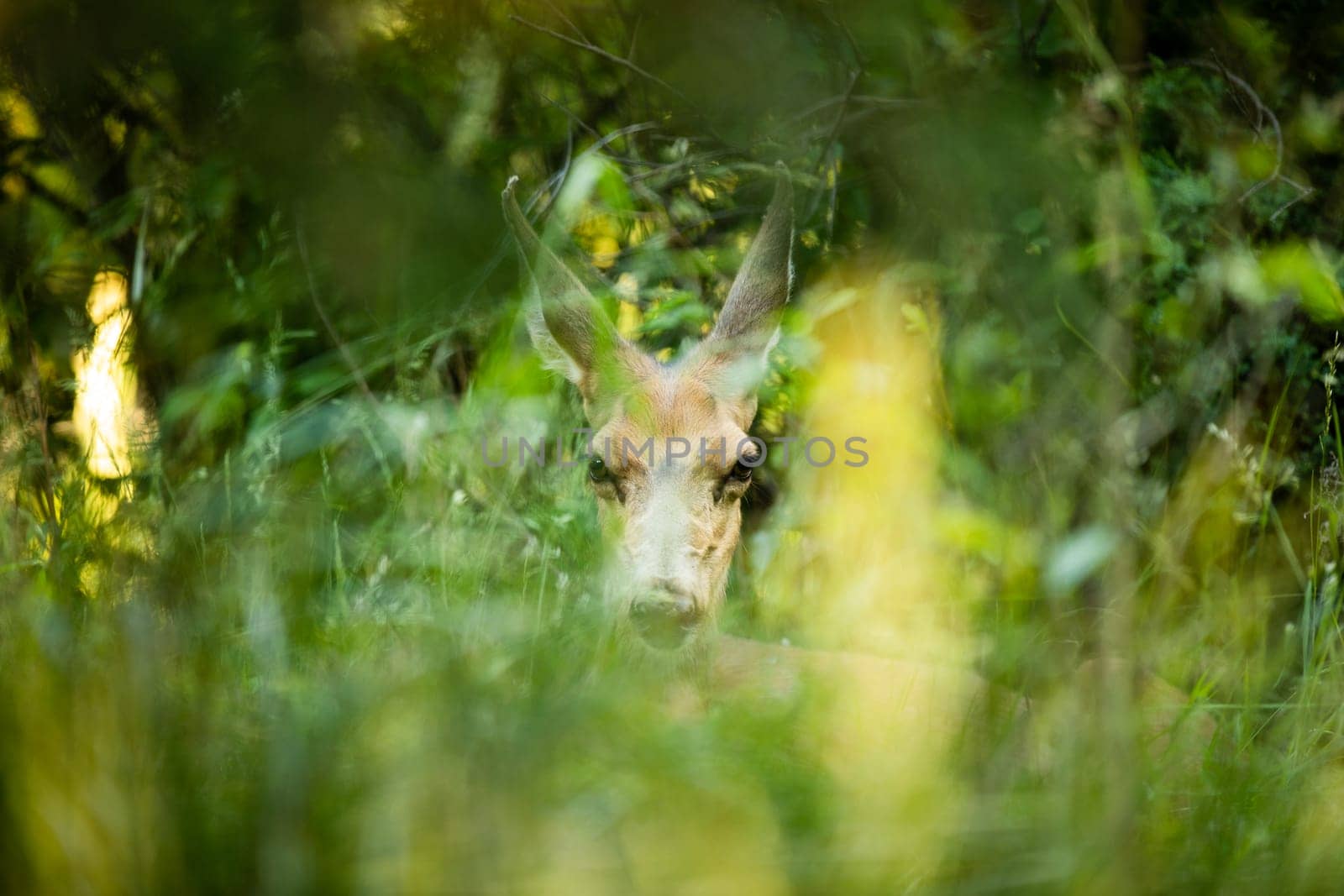 doe mule deer trying to hide within the grass from hunters