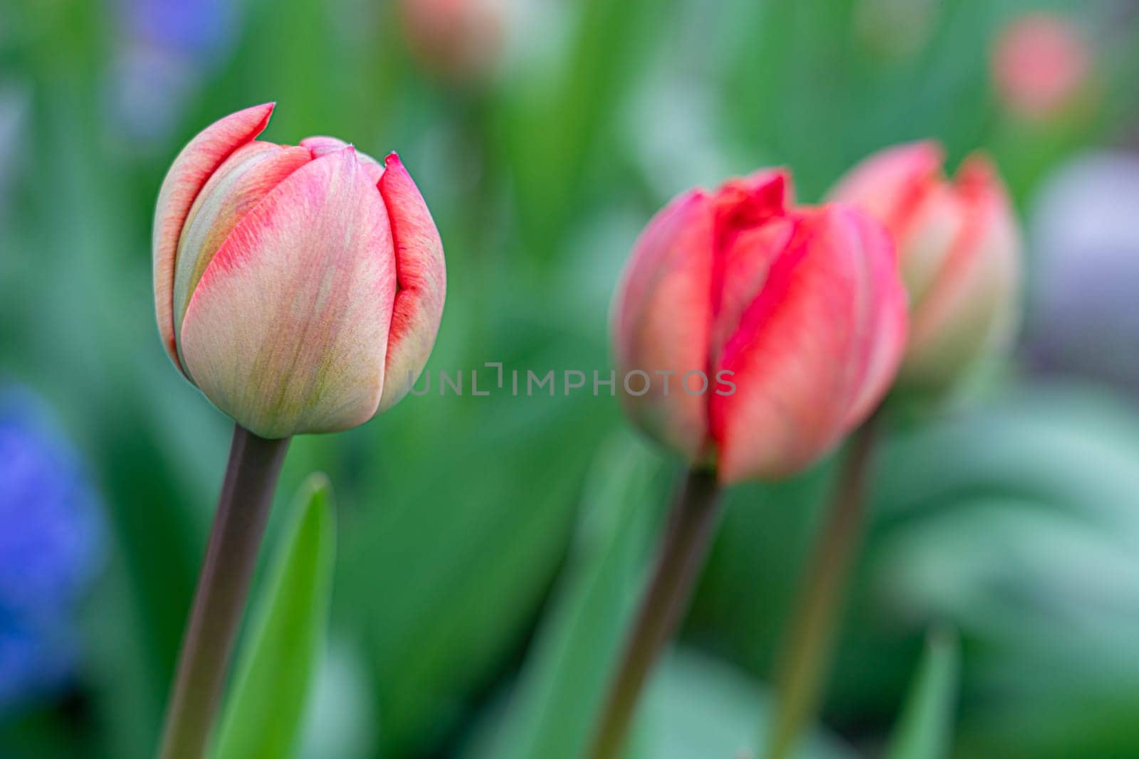 red tulip bud close-up on a beautiful background by roman112007