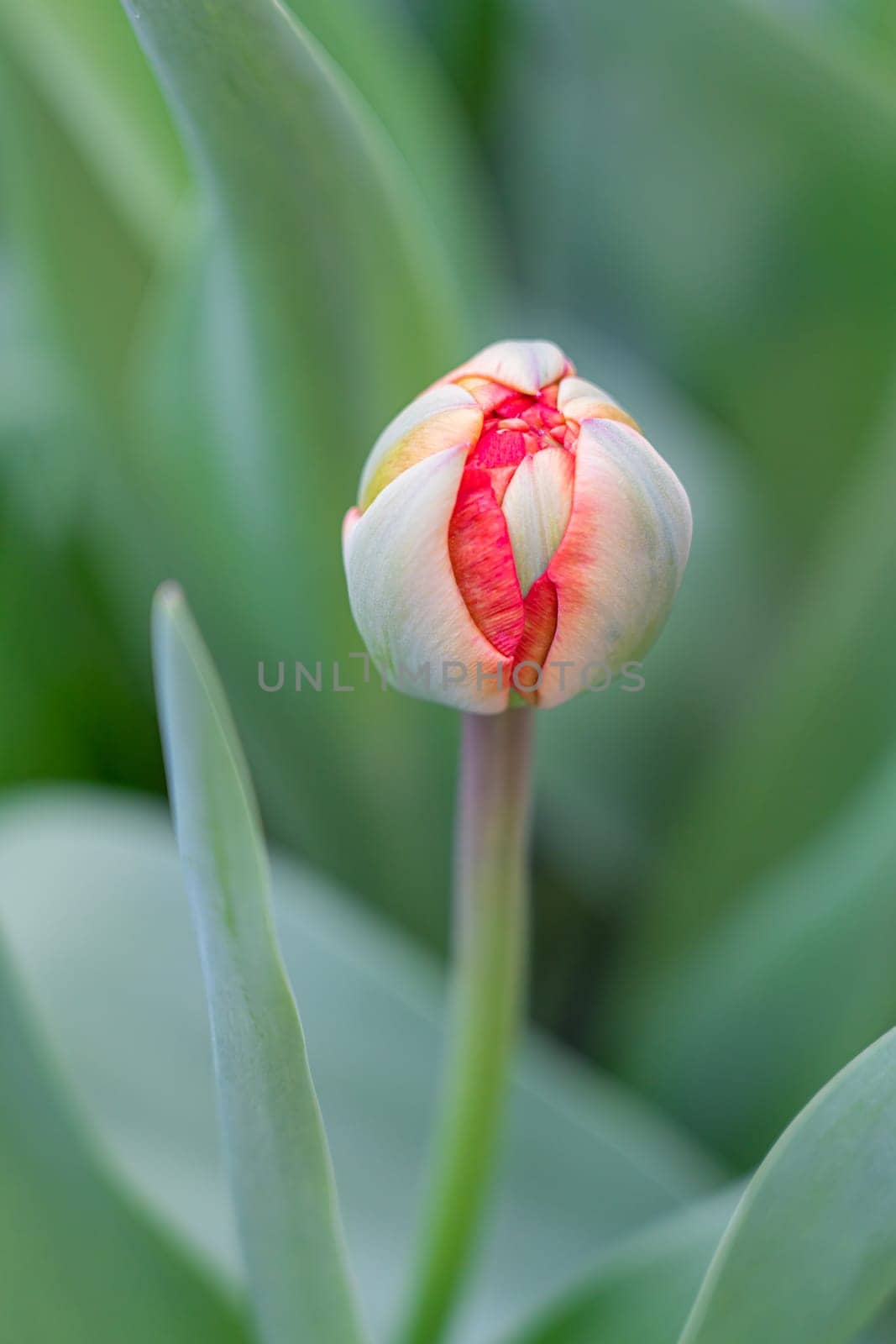 red tulip bud close-up on a beautiful background. photo beautiful