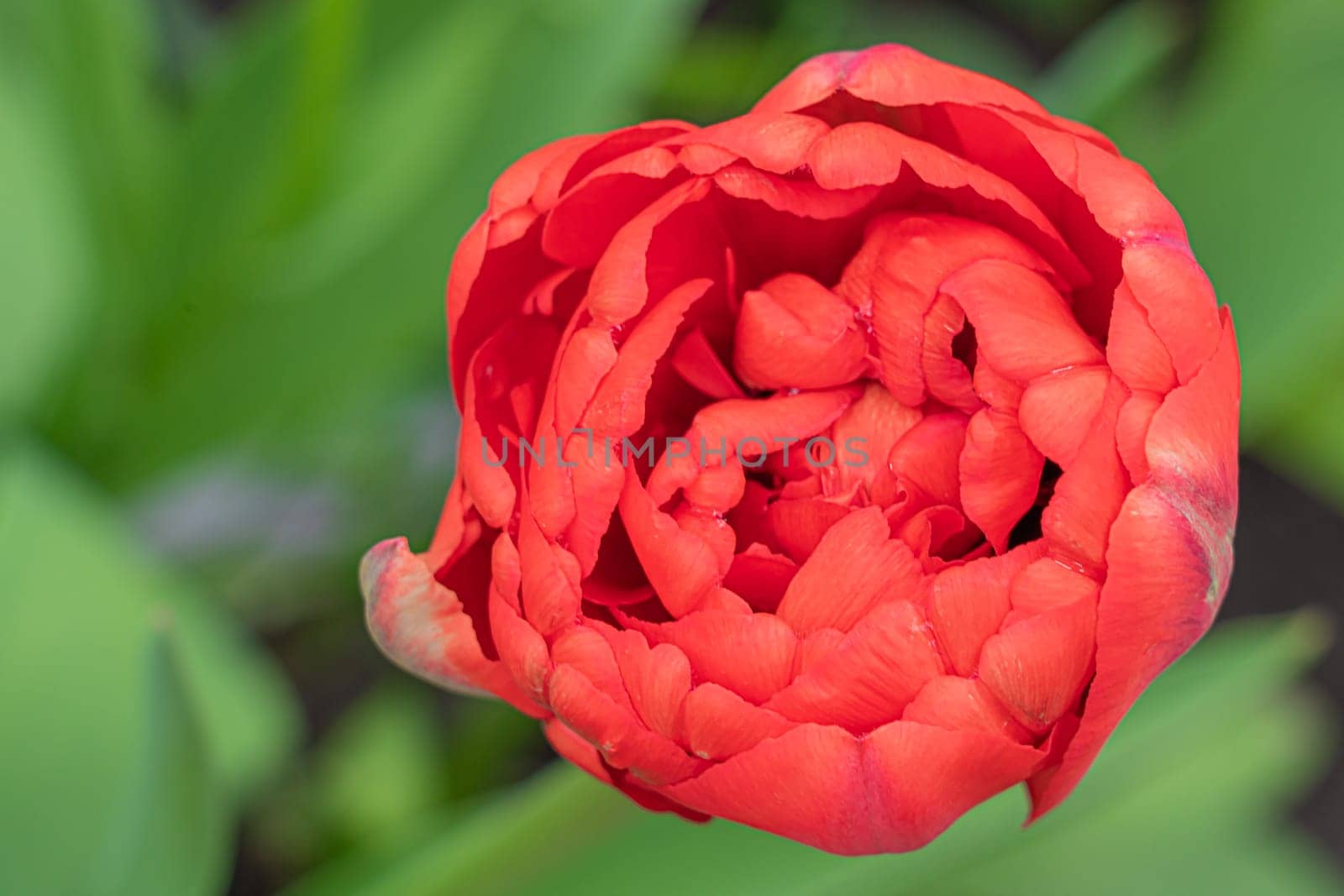 red tulip bud close-up on a beautiful background by roman112007