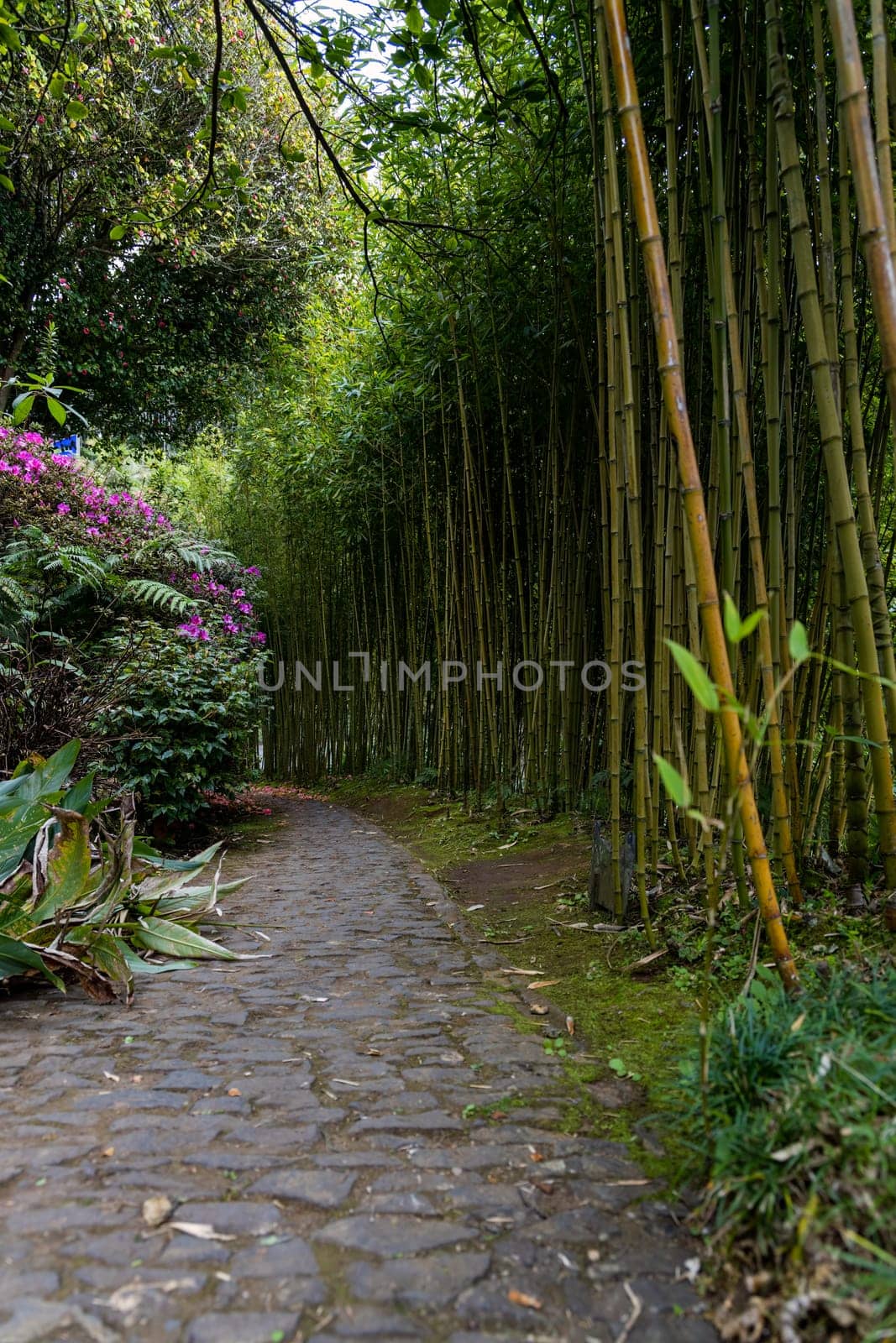 A winding pathway lined with lush greenery leads up to a bamboo forest, where bright blooming shrubs dot the picturesque landscape