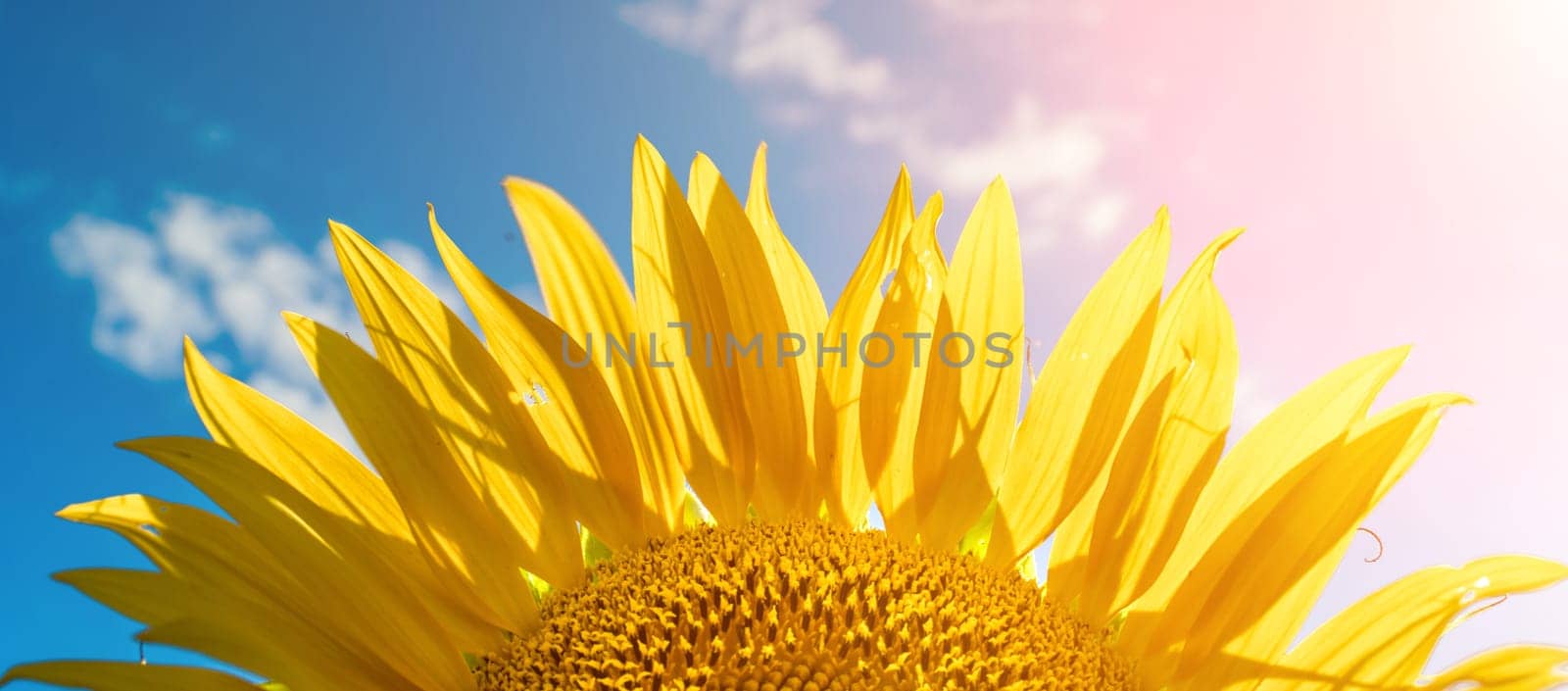 Half of a sunflower flower against a blue sky. The sun shines through the yellow petals. Agricultural cultivation of sunflower for cooking oil