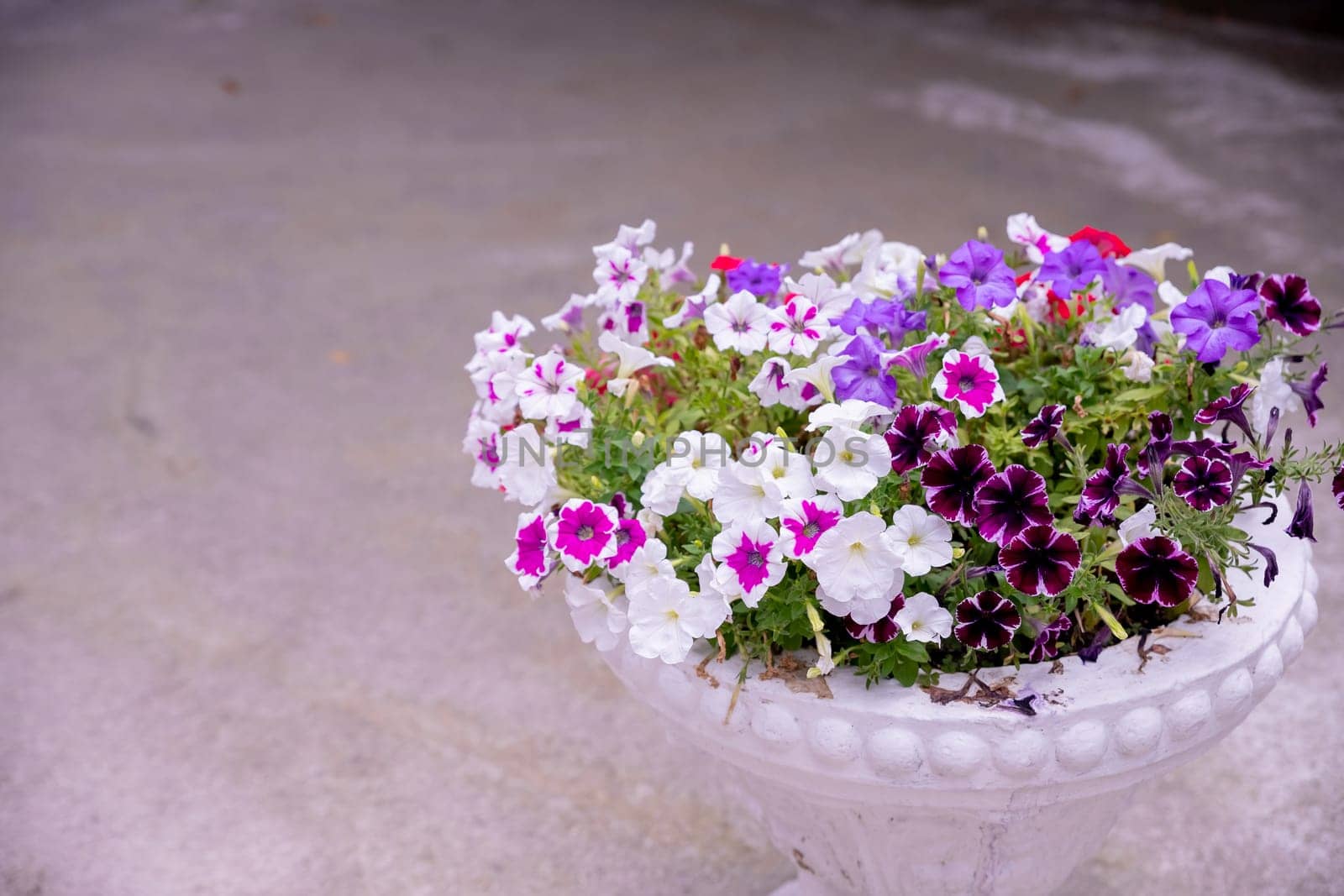 flower arrangement of burgundy petunias with black veins, white verbena and yellow calibrachoa in a coconut basket