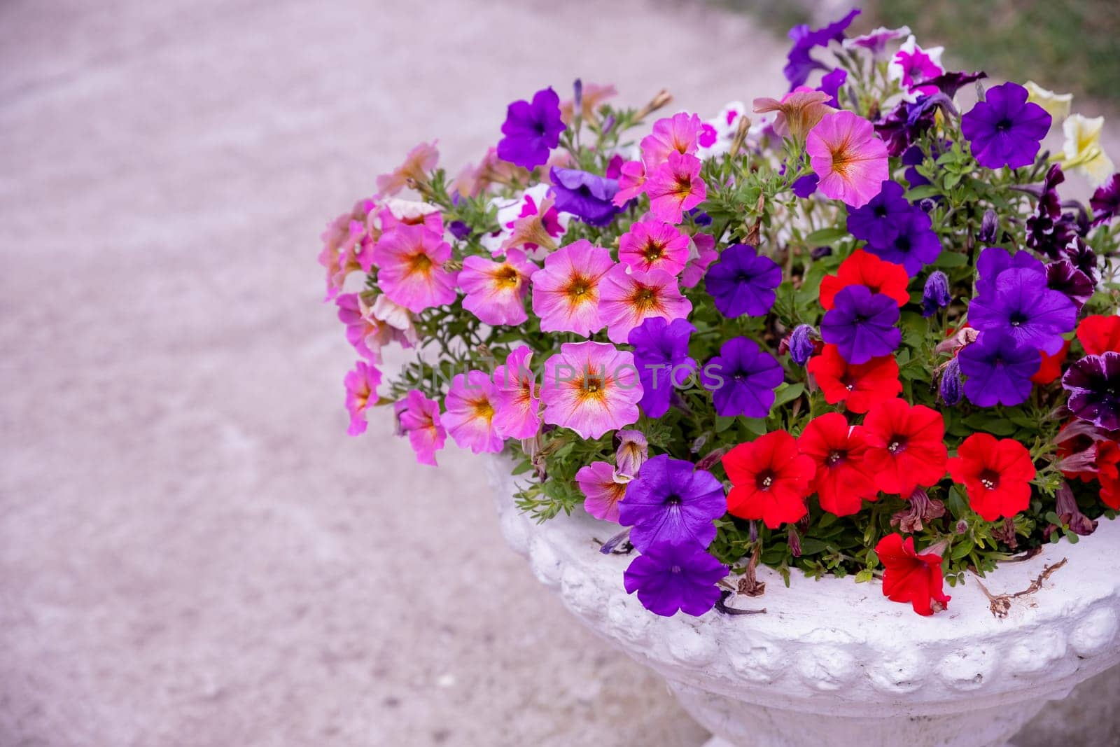 flower arrangement of burgundy petunias with black veins, white verbena and yellow calibrachoa in a coconut basket