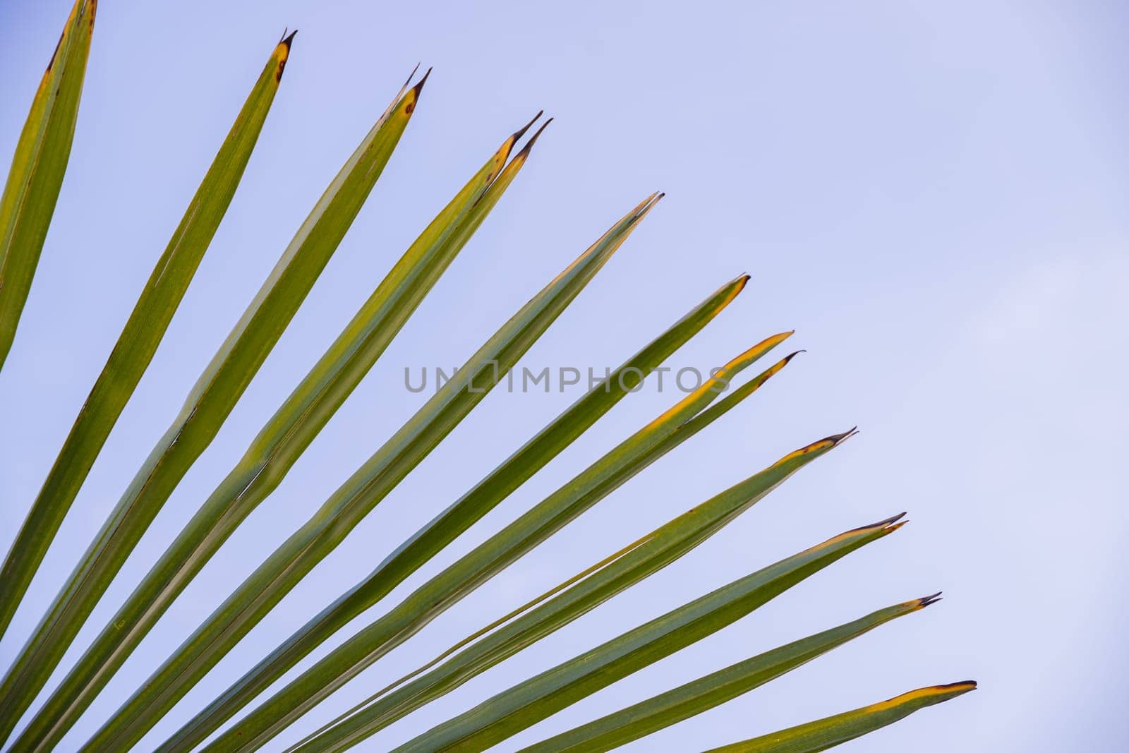 Coconut palm trees, beautiful tropical background, vintage filter