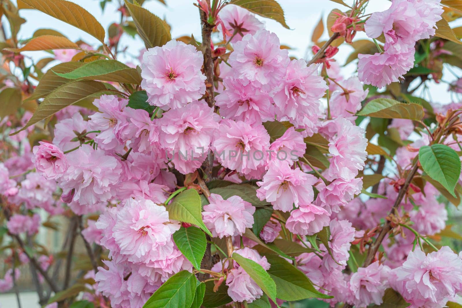 pink blossoming sakura branches large texture as background. photo