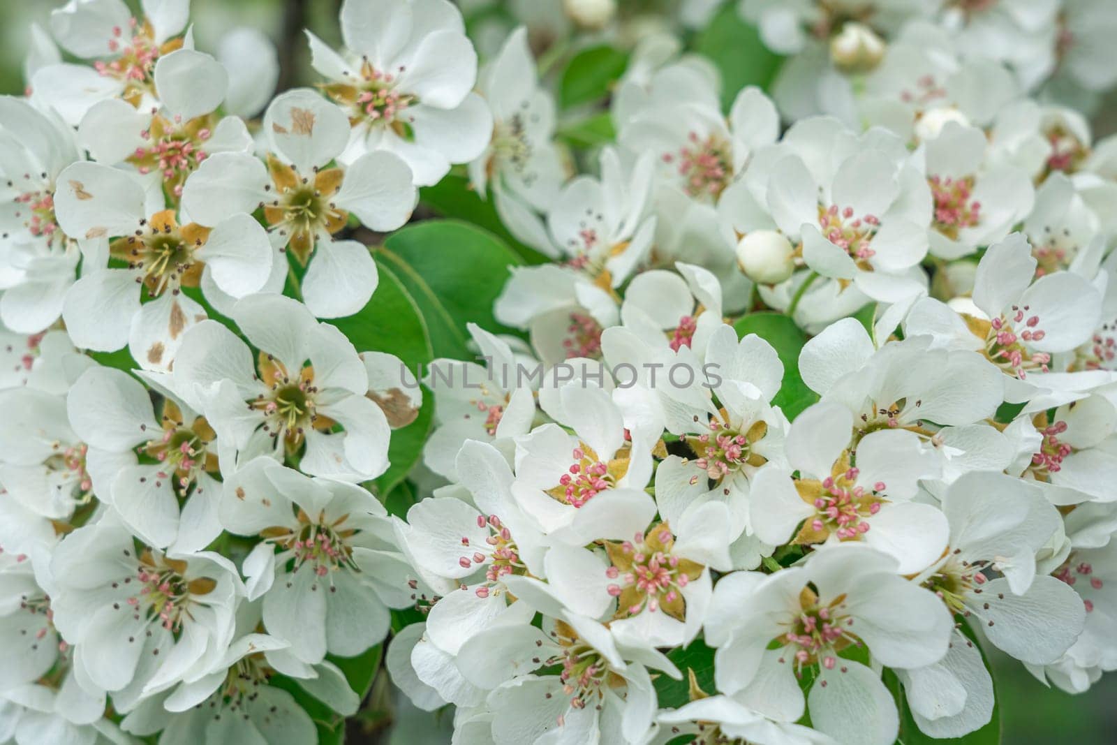 Blooming pear branches close-up on a beautiful background. photo