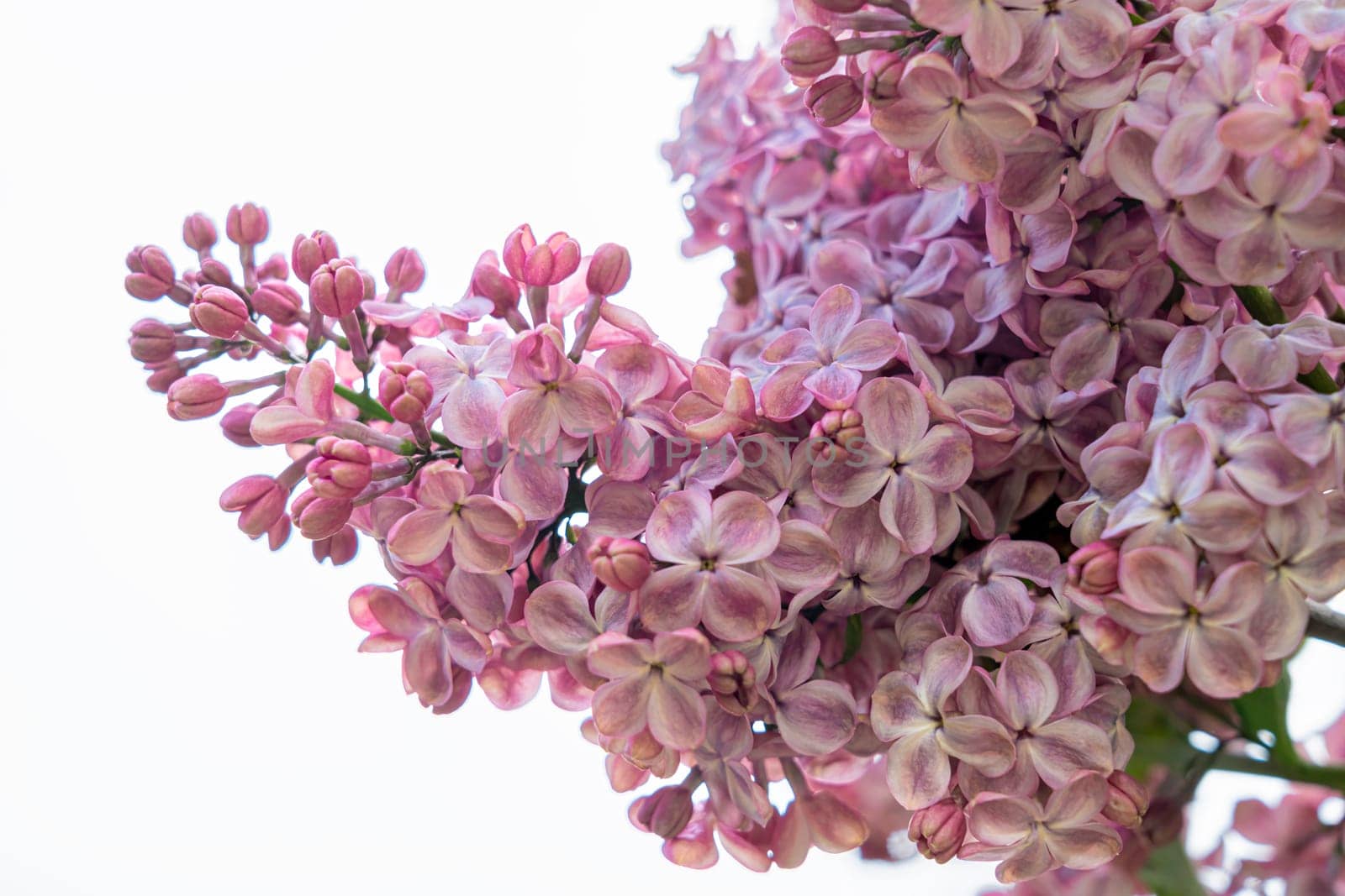 a blooming branch of lilac is large isolated on the background by roman112007