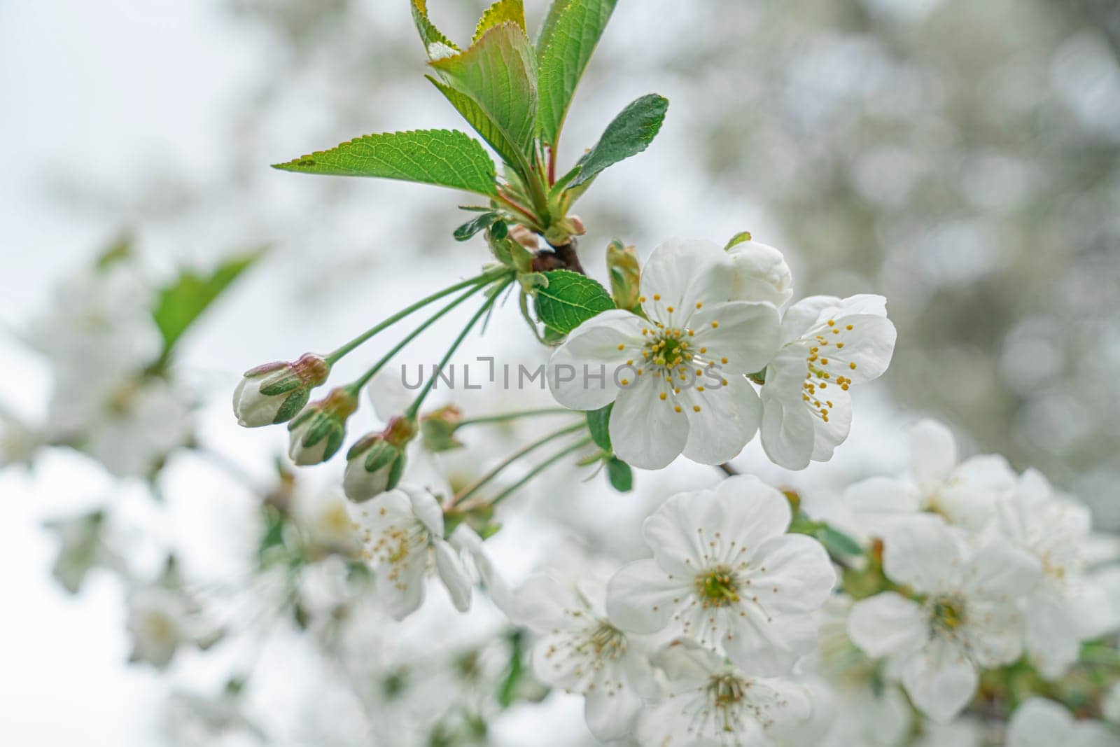 Blooming cherry branches close-up on a beautiful background. photo