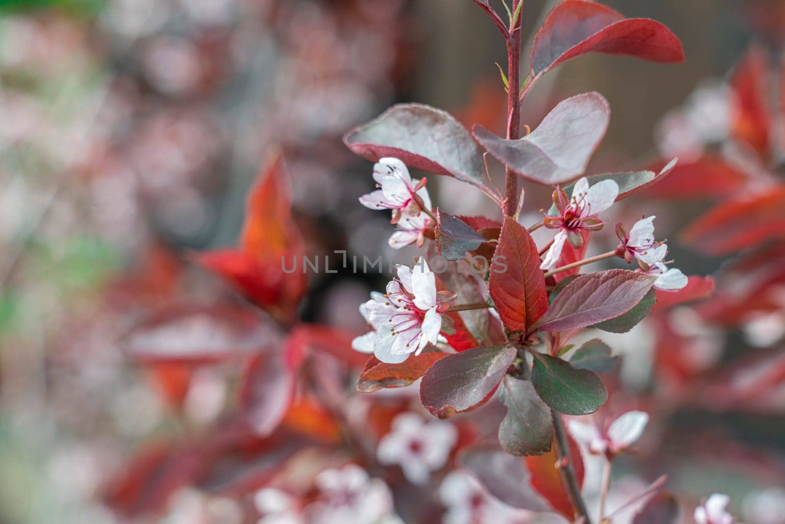 pink blossoming sakura branches large texture as background. photo