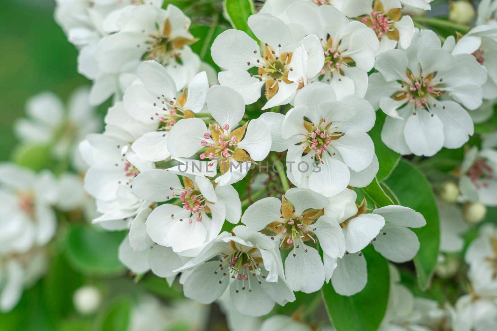 Blooming pear branches close-up on a beautiful background. photo