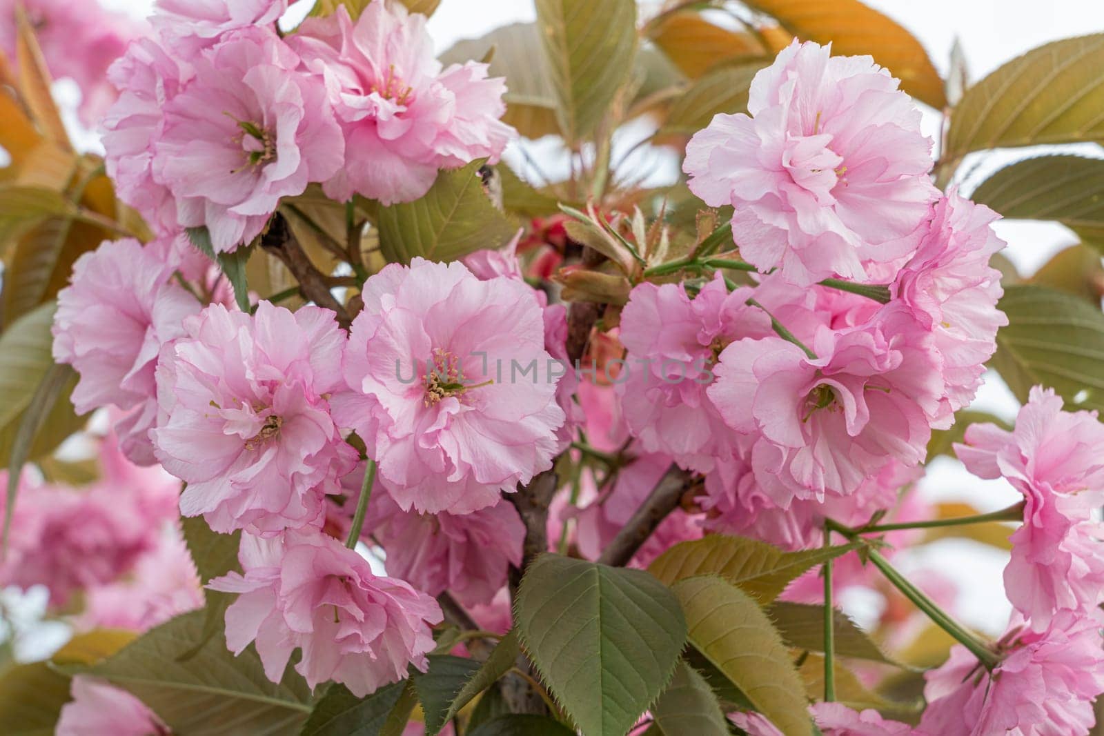 pink blossoming sakura branches large texture as background. photo