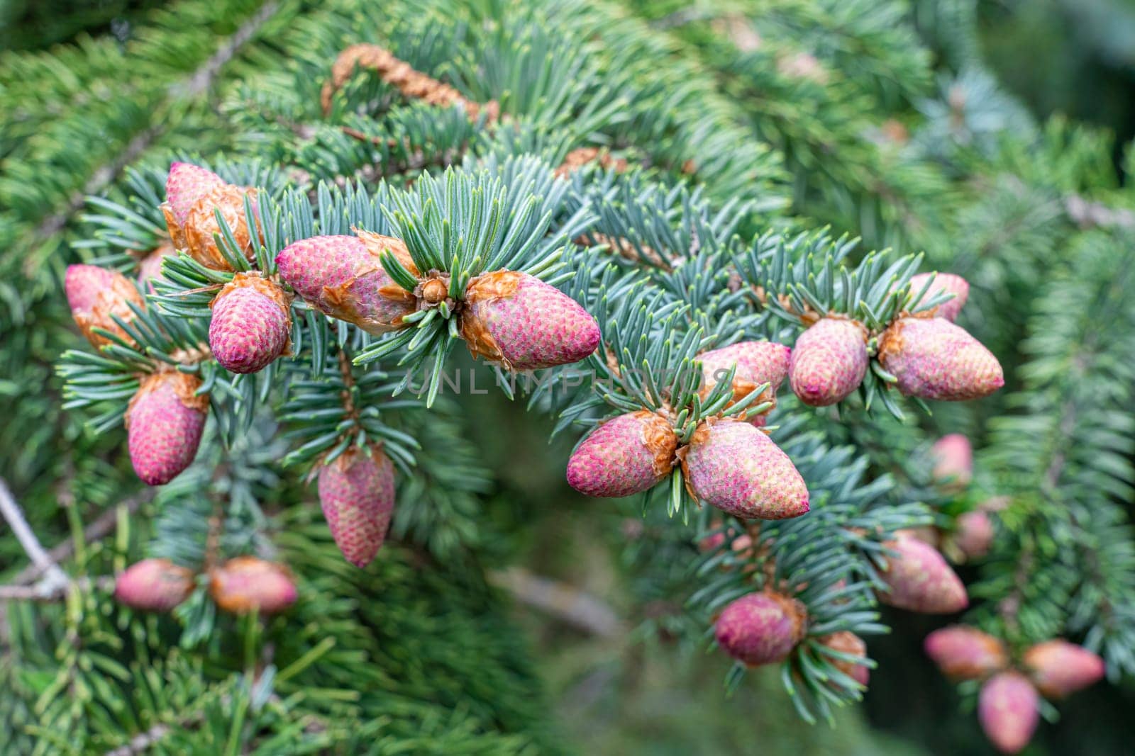 Background of green pine branches large texture. photo