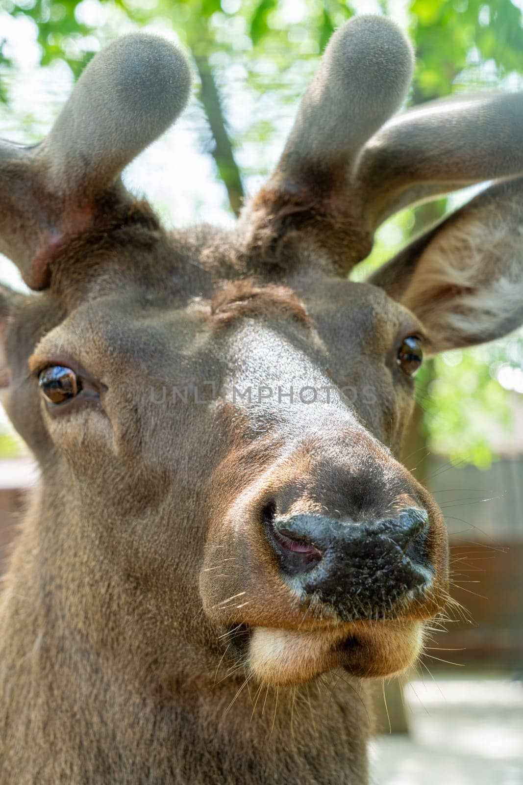 Portrait of a deer with young horns close-up. photo