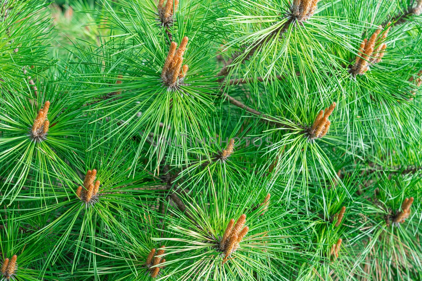 Background of green pine branches large texture by roman112007