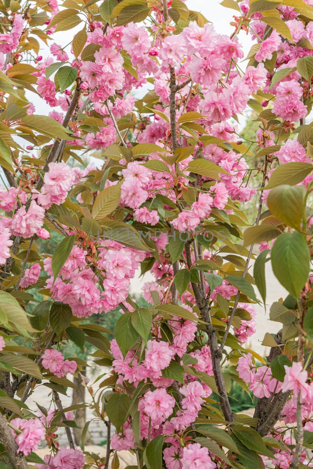 pink blossoming sakura branches large texture as background. photo