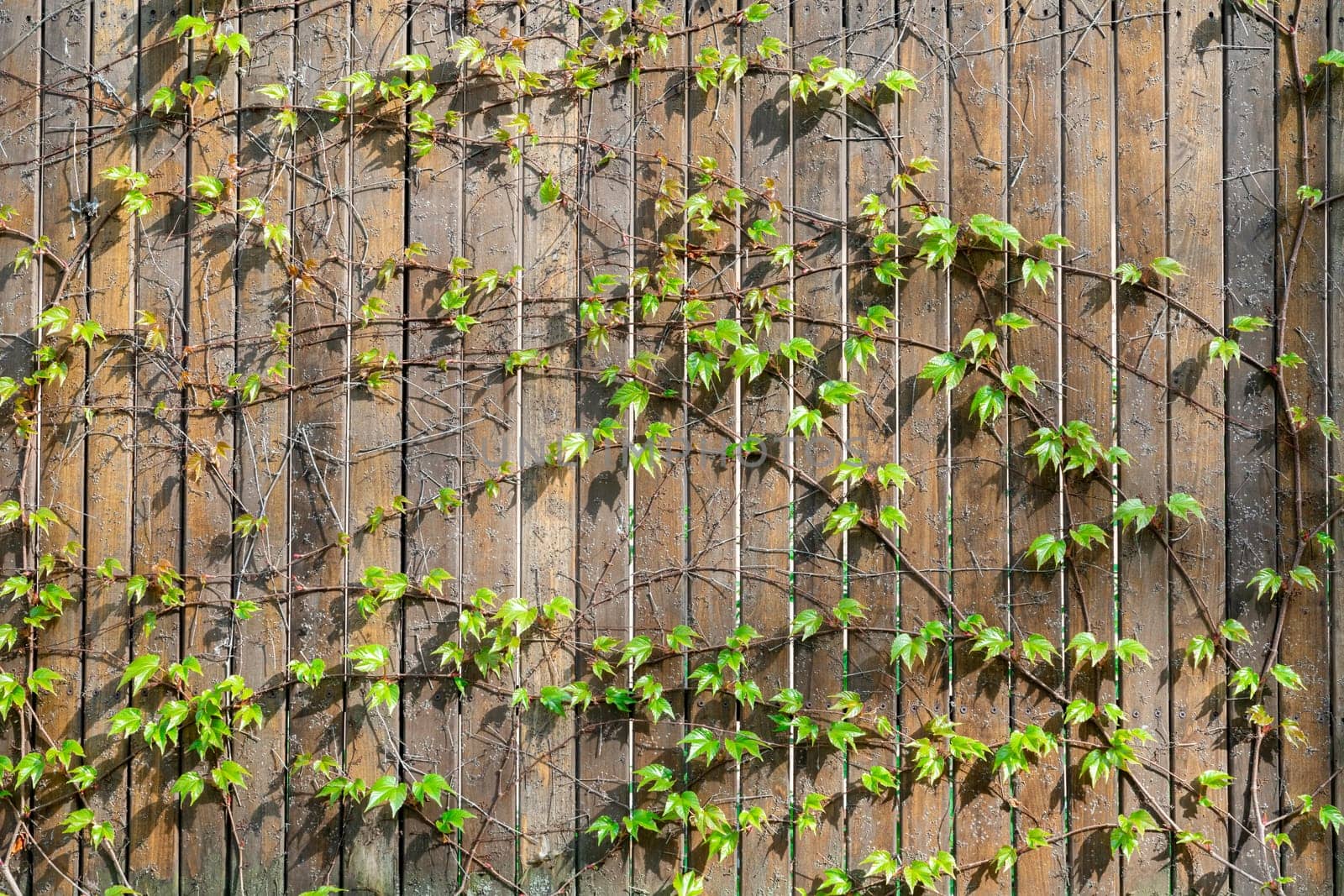 wild decorative grapes on a wooden frame by roman112007