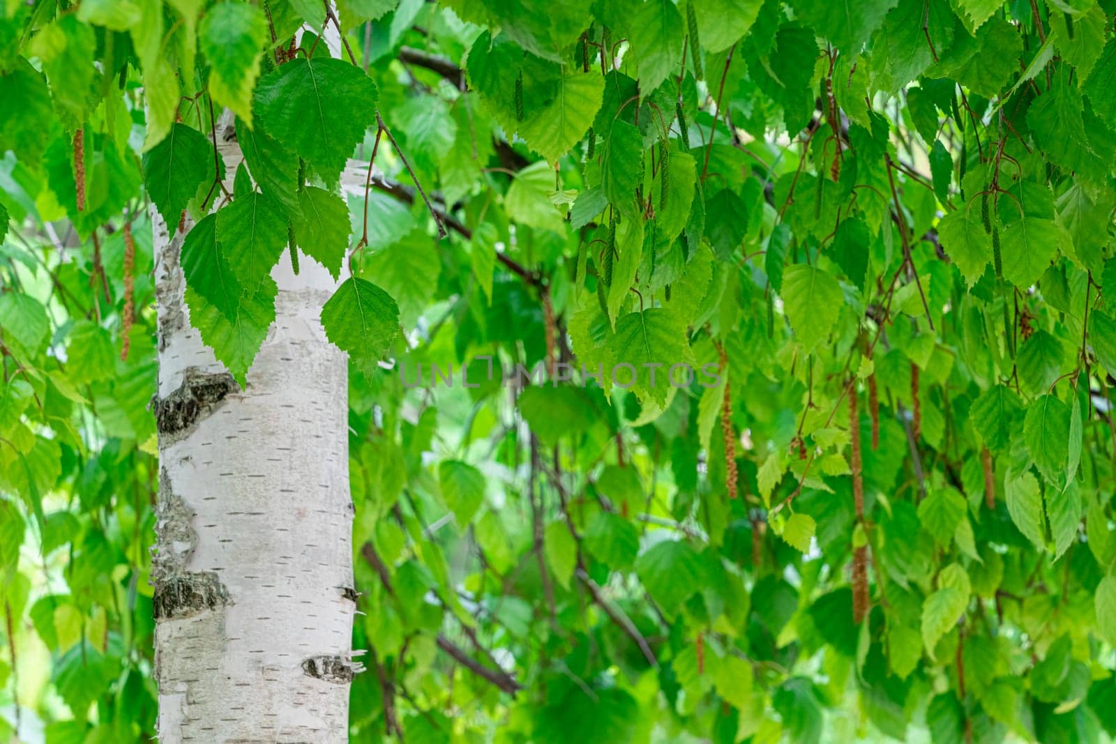 green birch branches large texture as background. photo