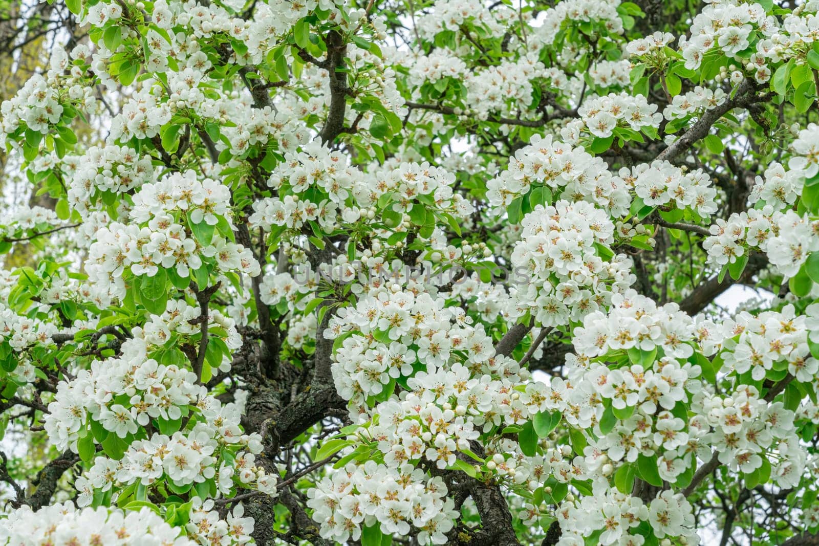 Blooming pear branches close-up on a beautiful background by roman112007