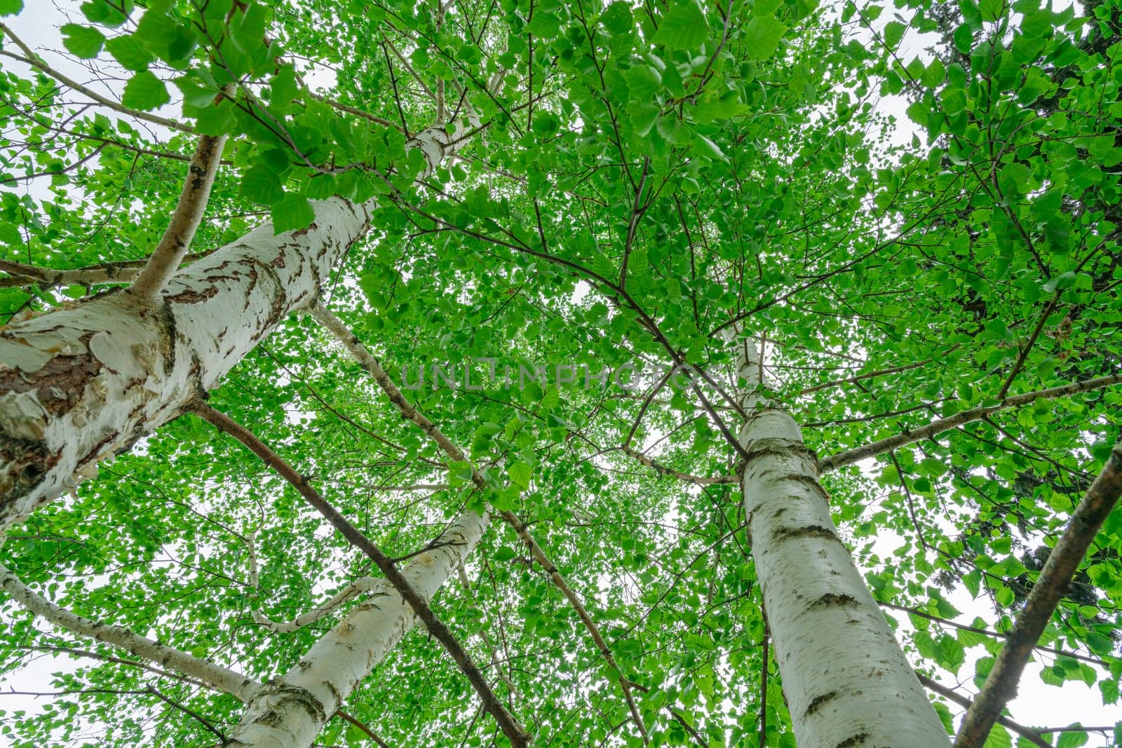 green birch branches large texture as background. photo
